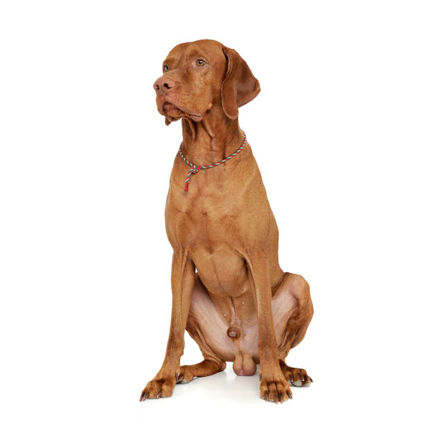 istock An adorable magyar vizsla sitting on white background 1188966957