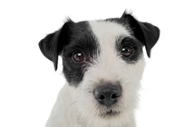 istock An adorable Parson Russell Terrier looking kindly at the camera 1188967006