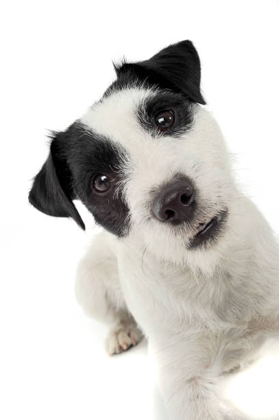istock An adorable Parson Russell Terrier looking curiously at the camera 1188967042