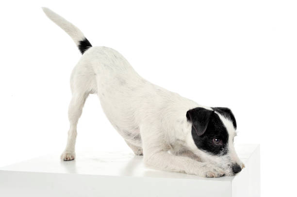 istock An adorable Parson Russell Terrier is ready to jump on a white cube 1188967059