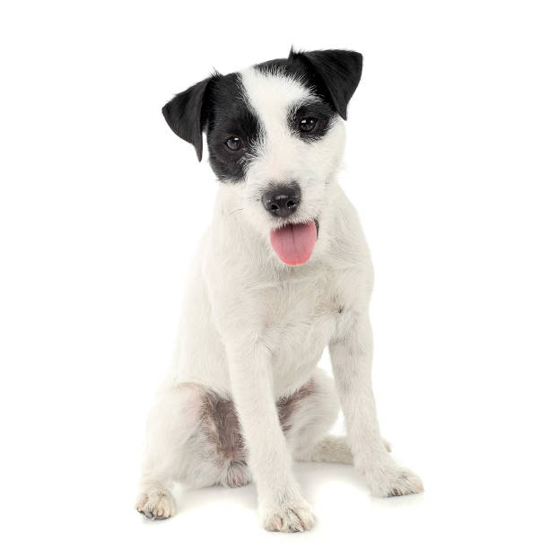 istock An adorable Parson Russell Terrier sitting on white background 1188967066
