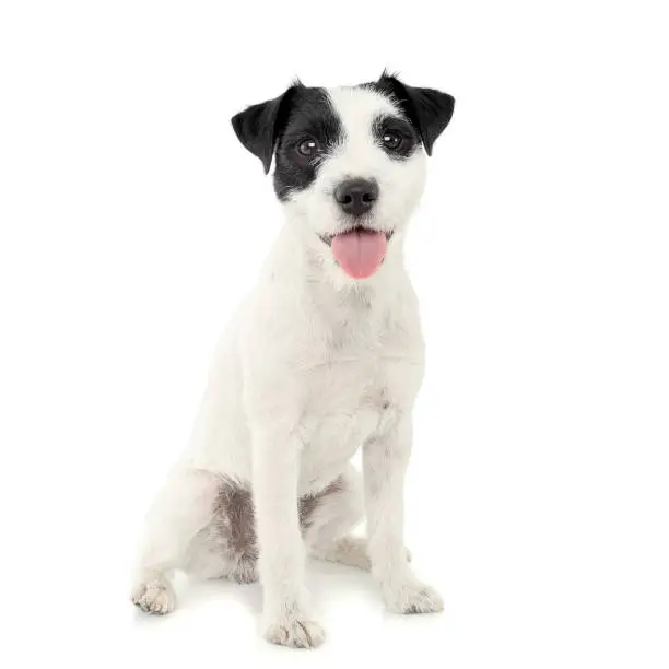 Photo of An adorable Parson Russell Terrier sitting on white background