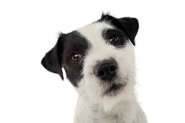 istock An adorable Parson Russell Terrier looking curiously at the camera 1188967310