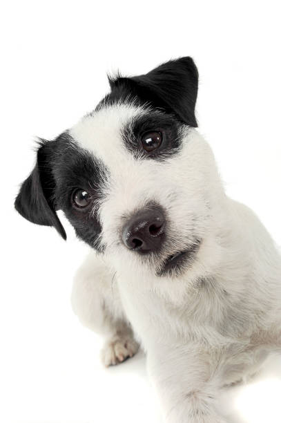 istock An adorable Parson Russell Terrier looking curiously at the camera 1188967699