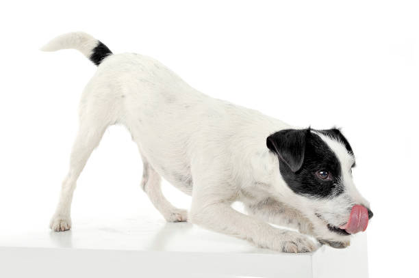 istock An adorable Parson Russell Terrier is ready to jump on a white cube 1188967701
