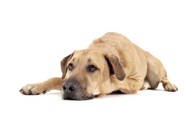 istock Mixed breed brown color middle size dog lying down  in a white photo studio background 1188968479