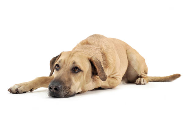 istock Mixed breed brown color middle size dog lying down  in a white photo studio background 1188968497