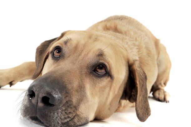 istock Mixed breed brown color middle size dog lying down  in a white photo studio background 1188968507