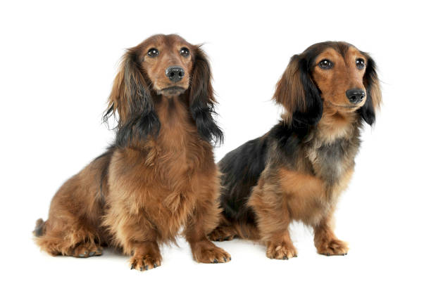 istock two long haired red Dachshund sitting  in a white studio 1188968524