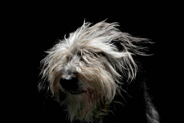 long haired mixed breed dog portrait in a dark photo studio background
