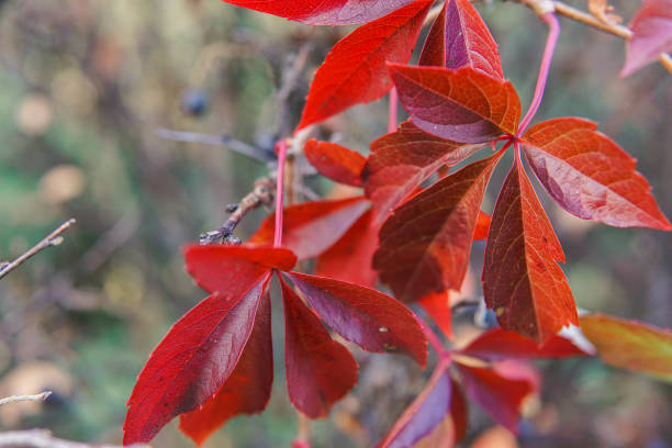 istock Dark red leaves on a tree in autumn. macro photo. 1188968938