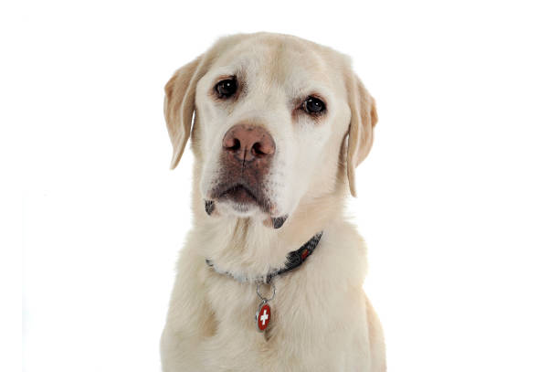 istock Cute labrador retriever dog portrait  in a white studio 1188969253