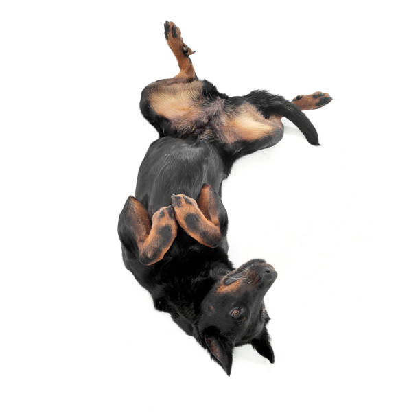 istock Lovely Beauceron lying on his back in a white studio 1188969876