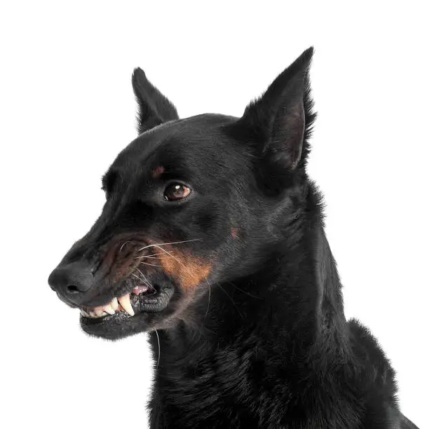 fearful Beauceron flashes  teeth in a white photo studio background