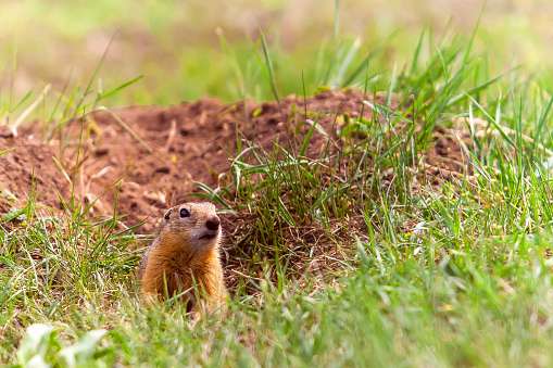 Funny gopher peeps out of a hole in the green lush grass on a sunny day. Big black eyes and brown hair.