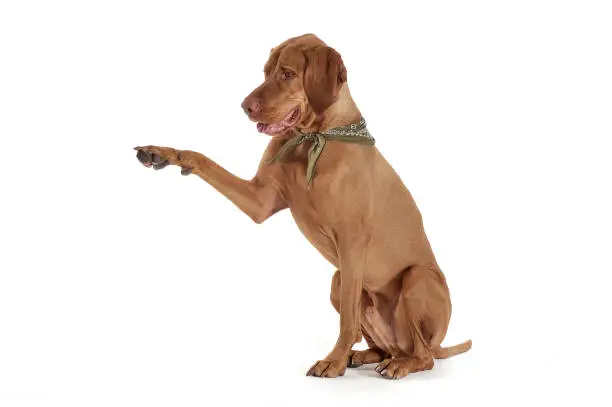 Photo of Studio shot of an adorable magyar vizsla with green kerchief lifting his front leg