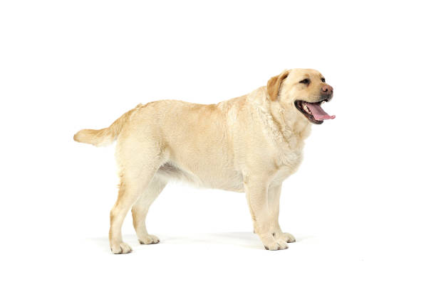 istock Studio shot of an adorable Labrador retriever looking satisfied 1188970973