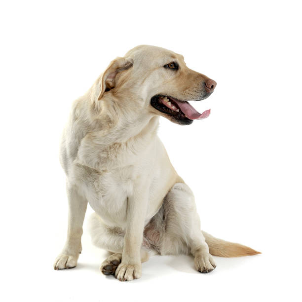 istock Studio shot of an adorable Labrador retriever looking satisfied 1188971144