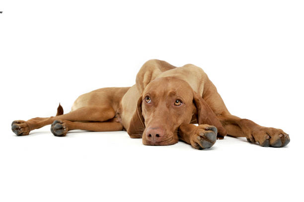istock Studio shot of an adorable magyar looking sad 1188971197