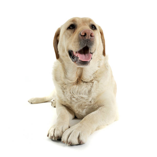 istock Studio shot of an adorable Labrador retriever looking satisfied 1188971203