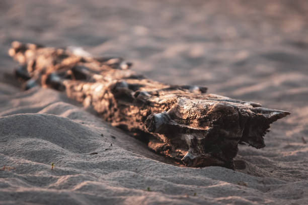 istock An old log lies in the sand. 1188972308
