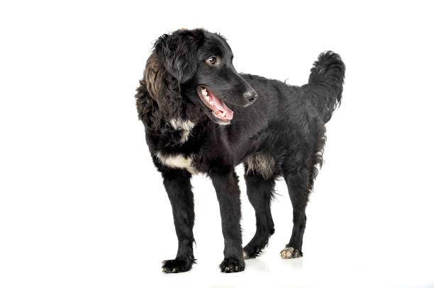 istock Studio shot of an adorable mixed breed dog looking satisfied 1188972987