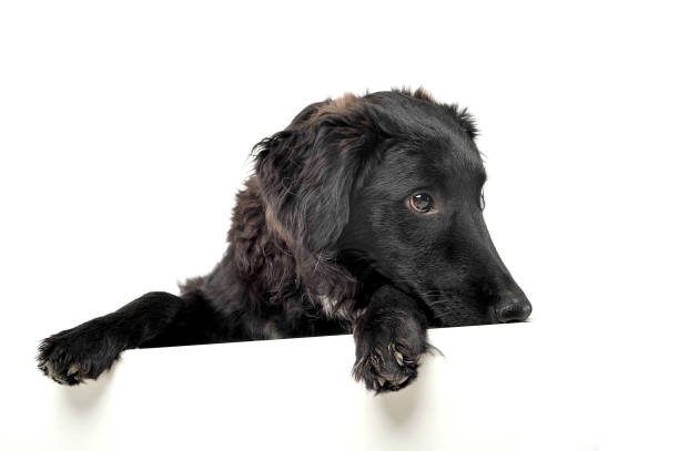 istock Studio shot of an adorable mixed breed dog looking sad 1188972991