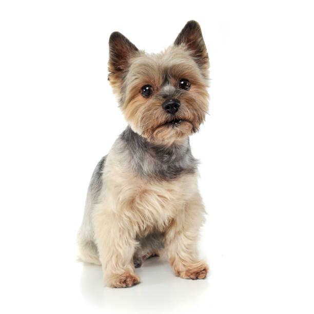 istock Studio shot of an adorable Yorkshire Terrier looking curiously at the camera 1188973008