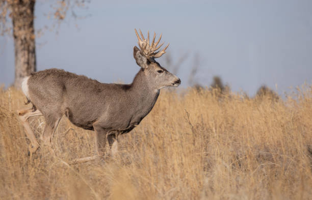 istock Mule Deer Buck in the Fall rut 1188973014