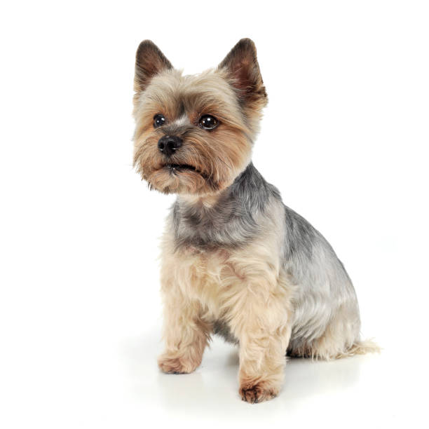 istock Studio shot of an adorable Yorkshire Terrier looking curiously 1188973027