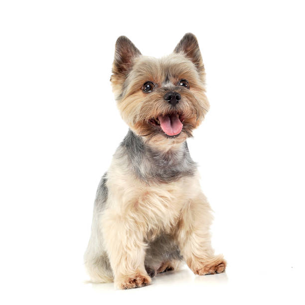 istock Studio shot of an adorable Yorkshire Terrier looking satisfied 1188973029