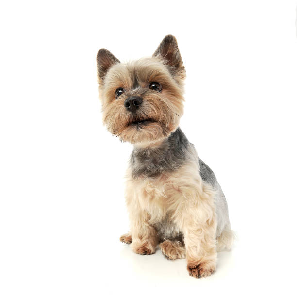 istock Studio shot of an adorable Yorkshire Terrier looking curiously  at the camera 1188973031