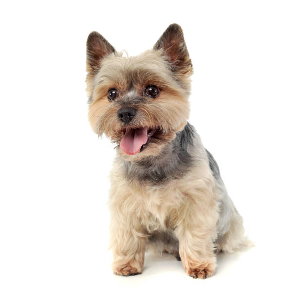 istock Studio shot of an adorable Yorkshire Terrier looking curiously  at the camera 1188973046