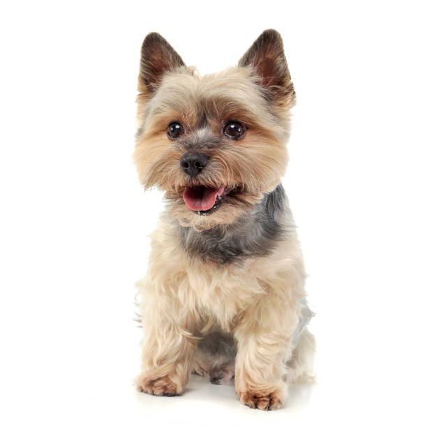 istock Studio shot of an adorable Yorkshire Terrier looking curiously  at the camera 1188973048