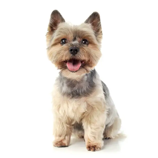 Photo of Studio shot of an adorable Yorkshire Terrier looking curiously  at the camera