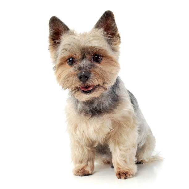 istock Studio shot of an adorable Yorkshire Terrier looking curiously  at the camera 1188973074