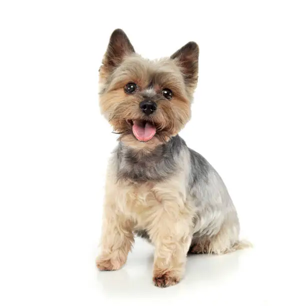 Studio shot of an adorable Yorkshire Terrier looking satisfied - isolated on white background.