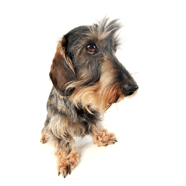 studio shot of an adorable wire-haired dachshund looking sad - dachshund dog sadness sitting imagens e fotografias de stock