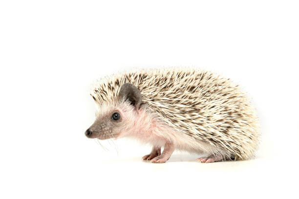 istock An adorable African white- bellied hedgehog standing on white background 1188974456