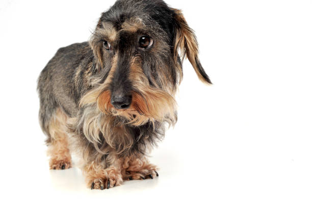 istock Studio shot of an adorable wire-haired Dachshund looking sad 1188974472