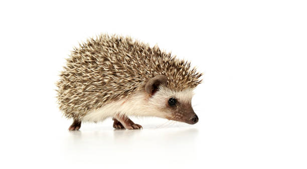 istock An adorable African white- bellied hedgehog standing on white background 1188974478