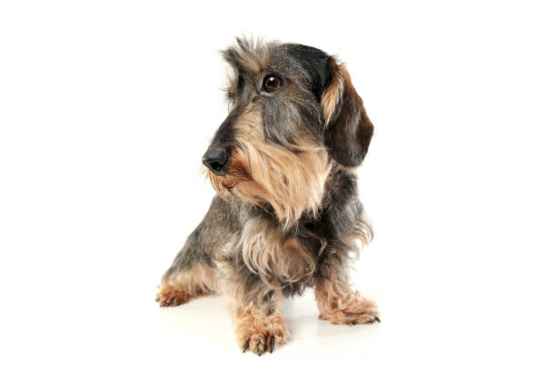 istock Studio shot of an adorable wire-haired Dachshund looking sad 1188974525