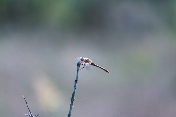 istock Tiny Mediterranean european chaser firefly on the top of a stick isolated on a blurry background 1188974840