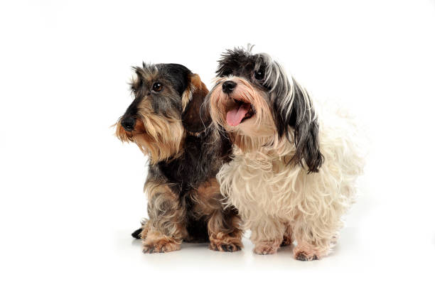 istock An adorable wire-haired Dachshund and a Havanese sitting on white background 1188975538