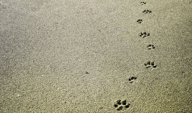 hundespuren im sand - photography nature animals and pets beach stock-fotos und bilder