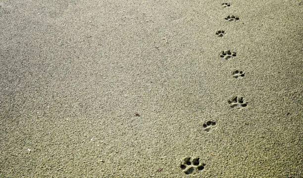 dog footprints in the sand