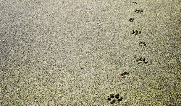 dog footprints in the sand - paw print animal track footprint beach imagens e fotografias de stock