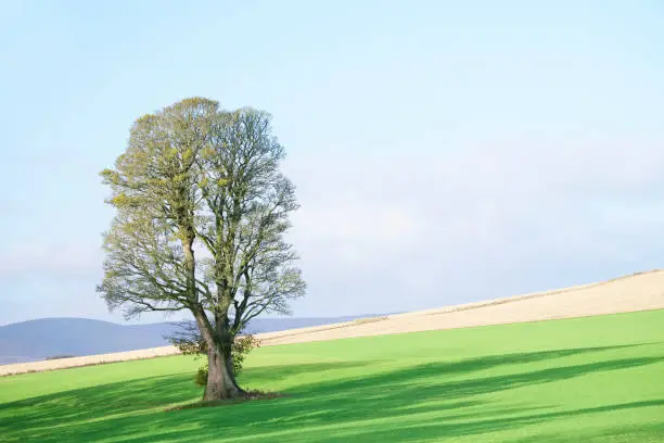 Single lonely tree in summer on farm field after harvest on green meadow uk
