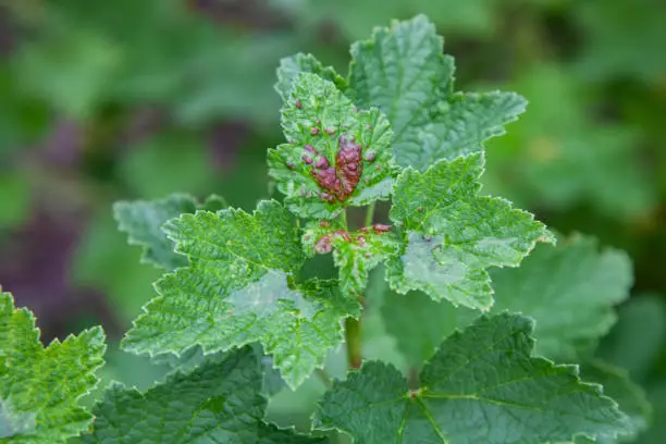 Bush redcurrant struck by illness. Currants are infected with Gallic aphid