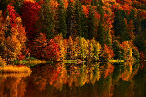 lebendige farben der herbstbäume - woods reflection famous place standing water stock-fotos und bilder